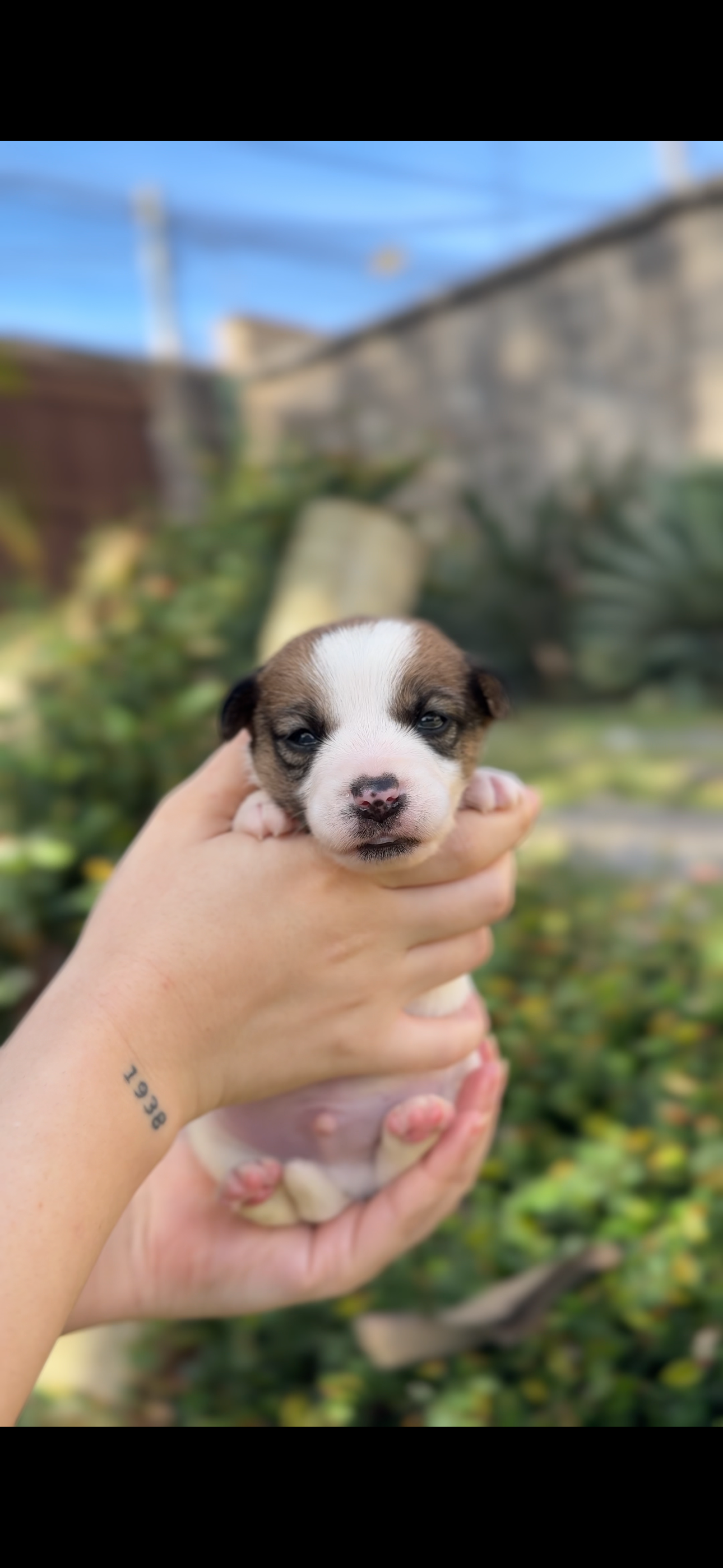 Filhote jack Russell canil jack tupinambá tupac