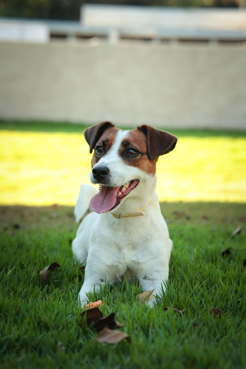 Foto Matriz Jack Russell Kally