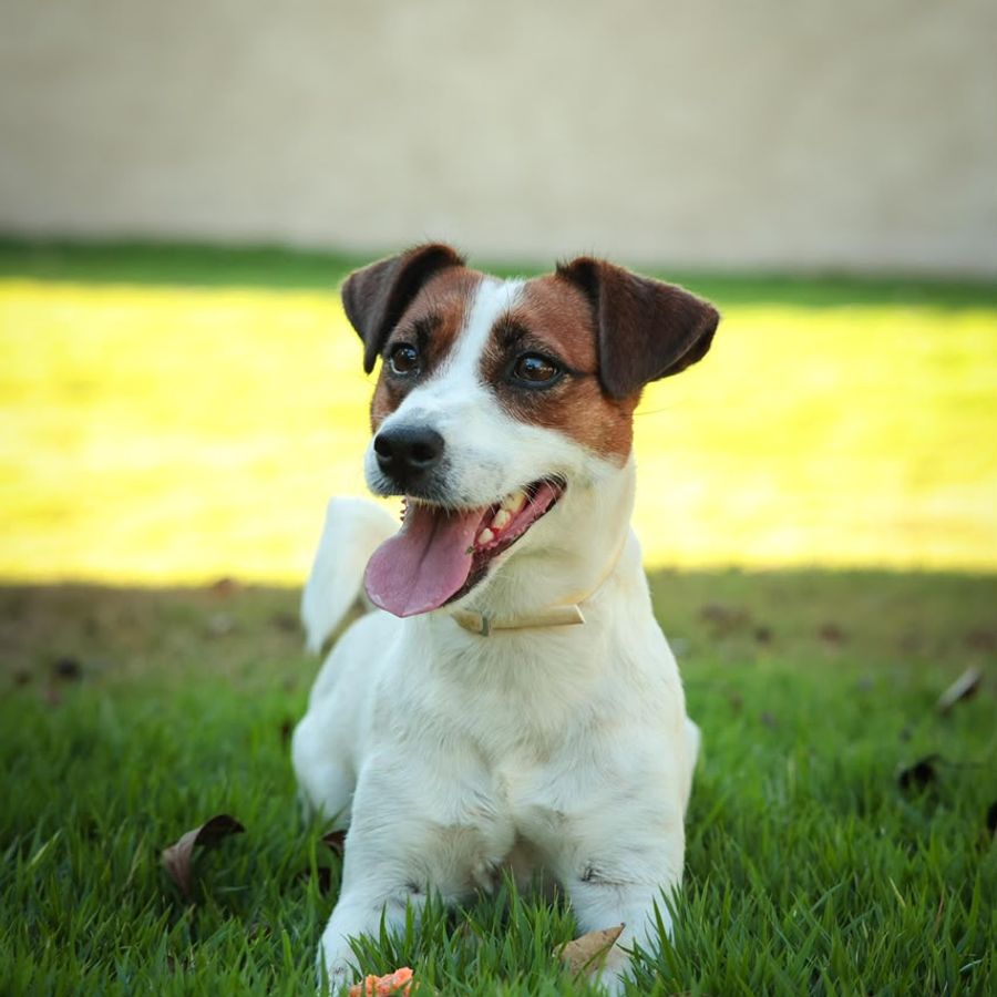 Foto Matriz Jack Russell Kally