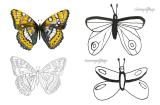Image for Drawing, doodling and colouring BUTTERFLIES with Carll Cneut