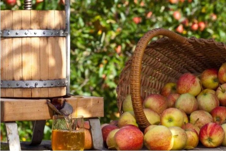 Apples ready for pressing at Oriel y Parc