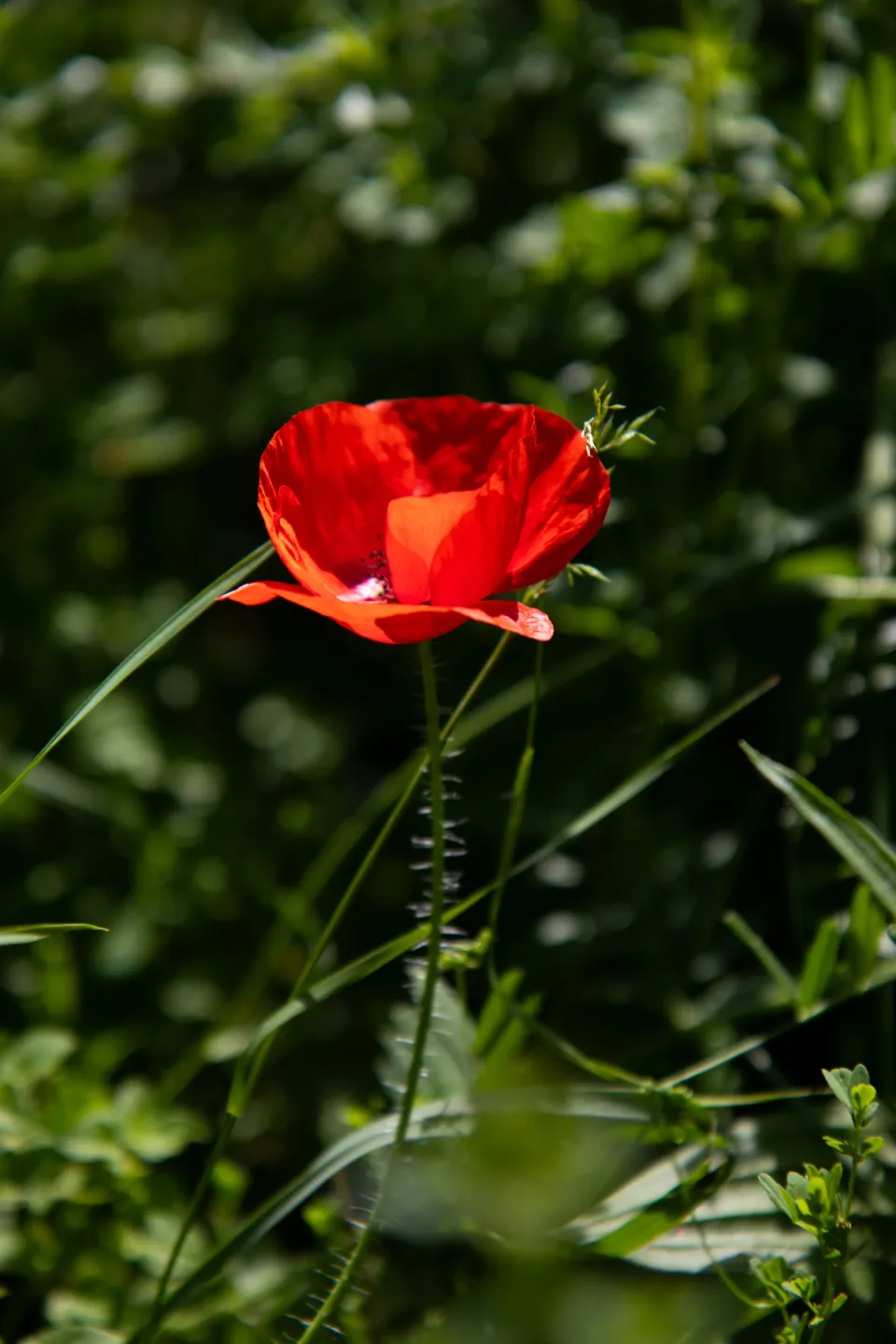 Red poppy growing in a green cottage garden