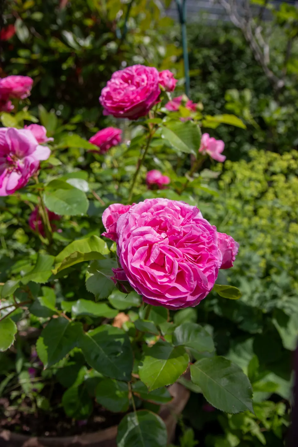 Pink roses in a cottage garden in late spring