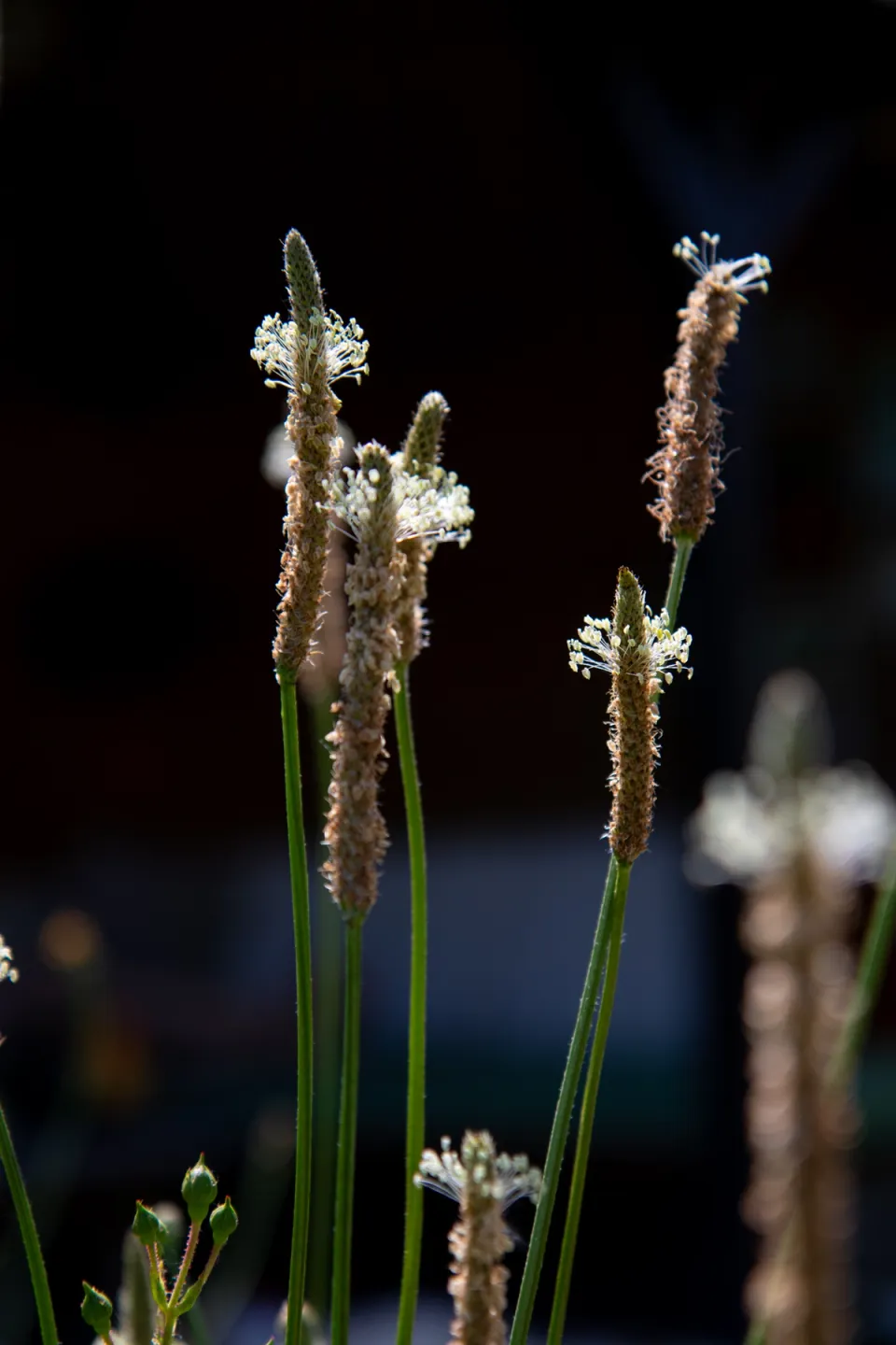 Plantain seed heads