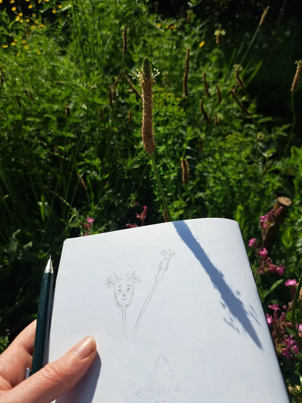 Sketchbook with plantain seed head sketches looking like old men
