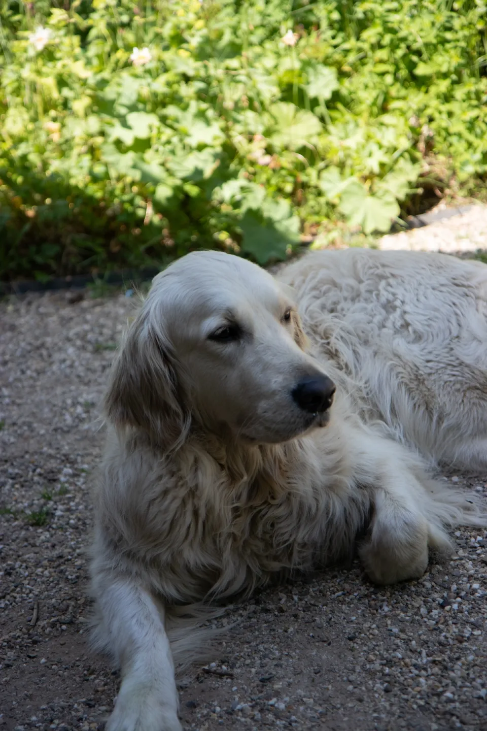 Golden Retriever resting in a cottage garden in summer