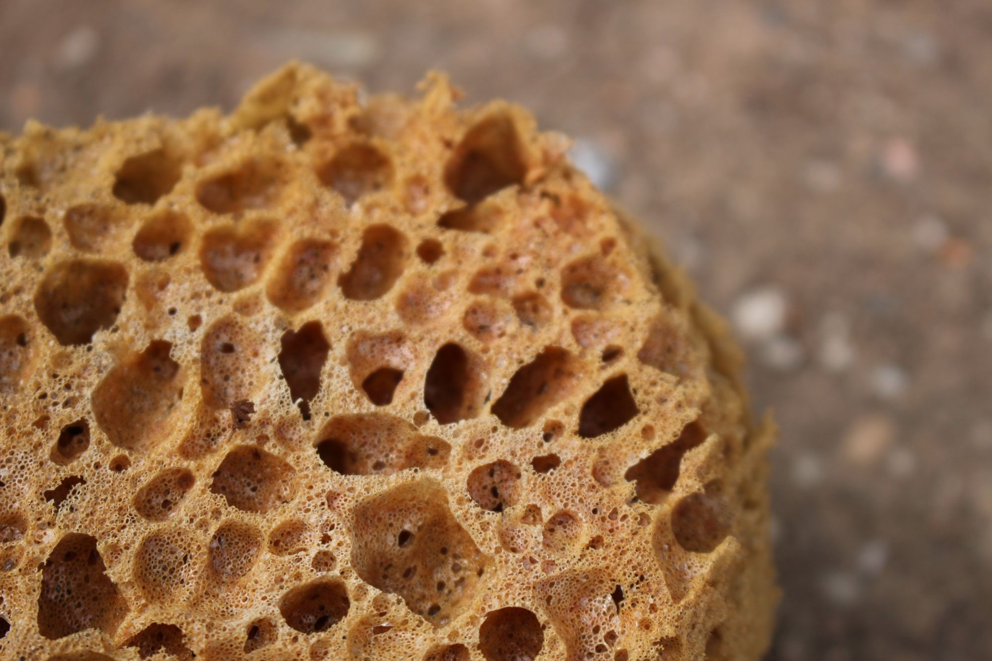 A close-up of a sponge