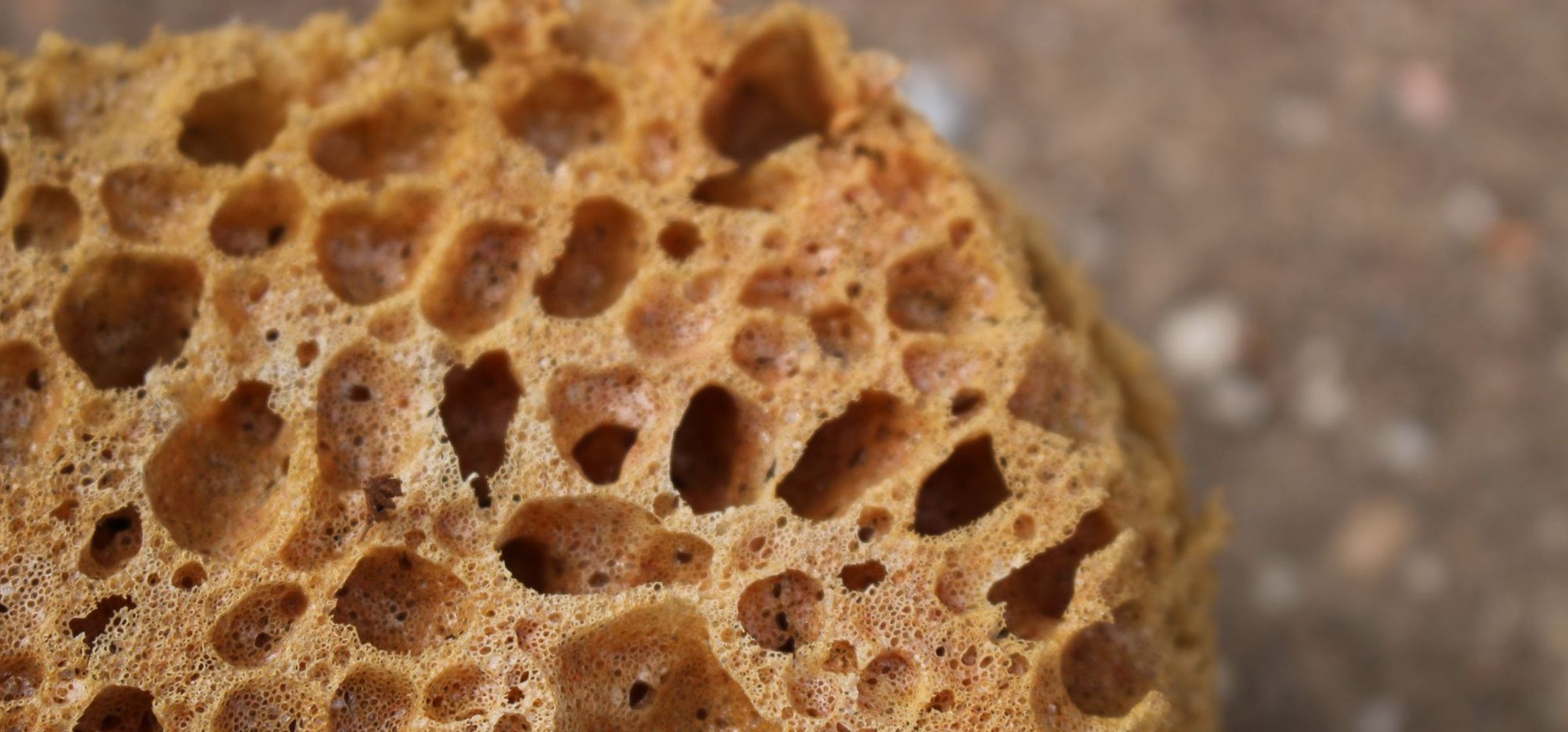 A close-up of a sponge
