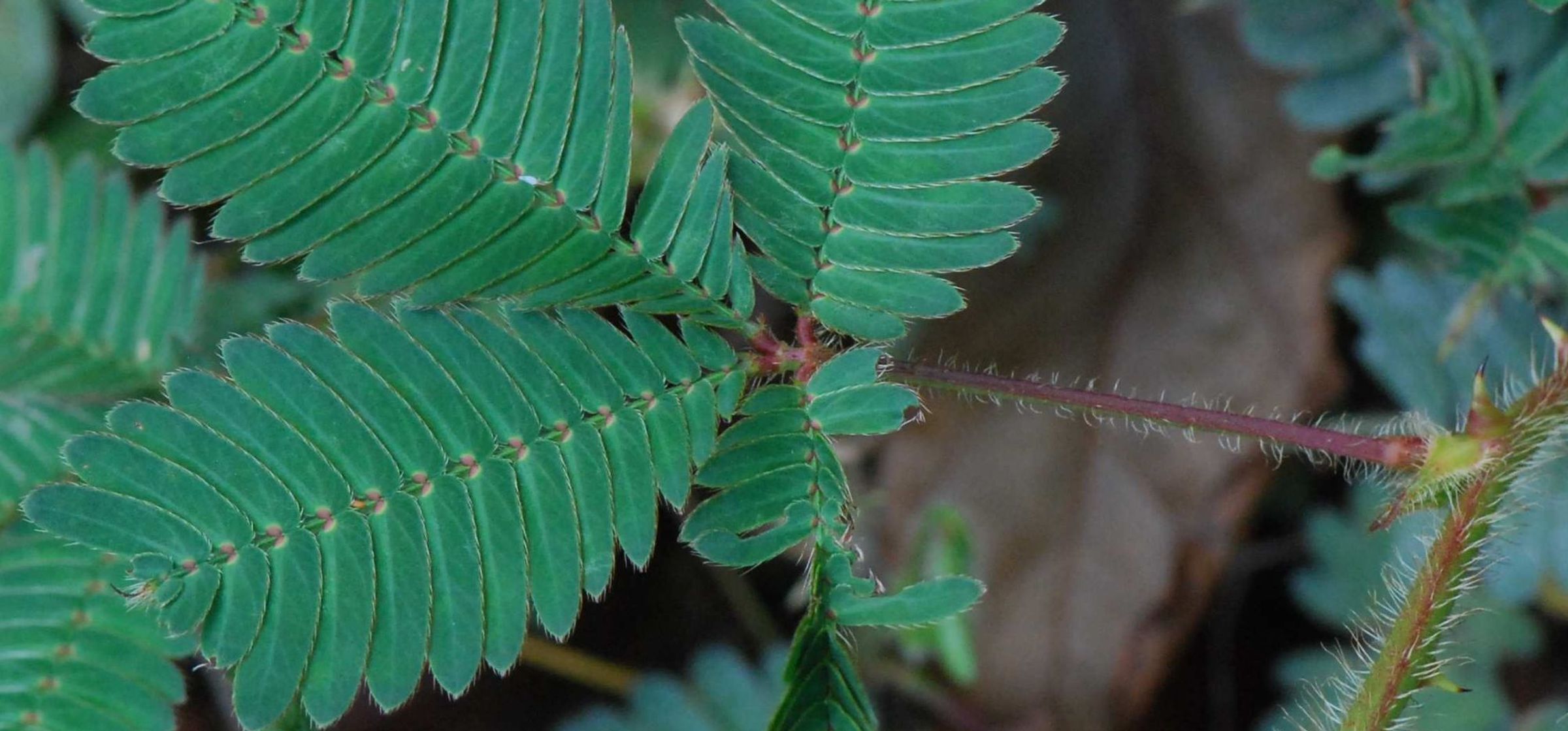 Three leaves of a plant