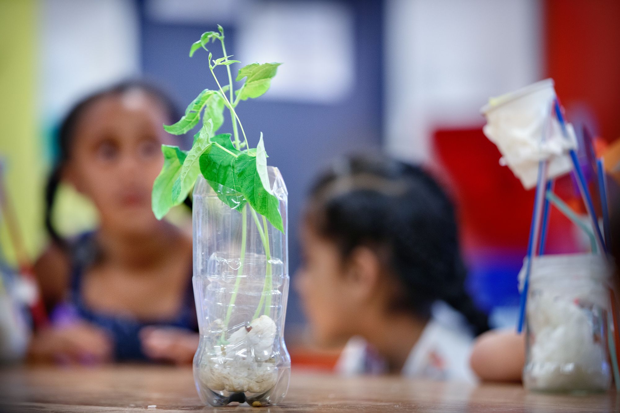 een plantje in een plastic fles