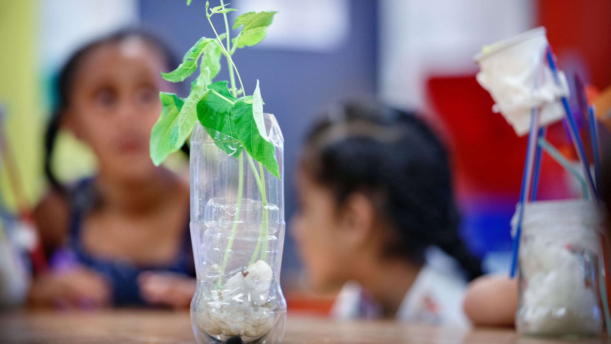 een plantje in een plastic fles
