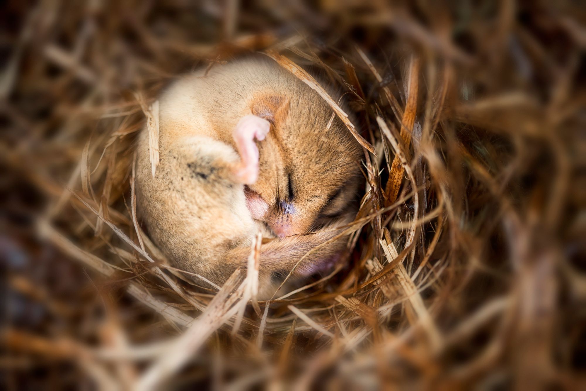 muis in winterslaap