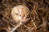 muis in winterslaap
