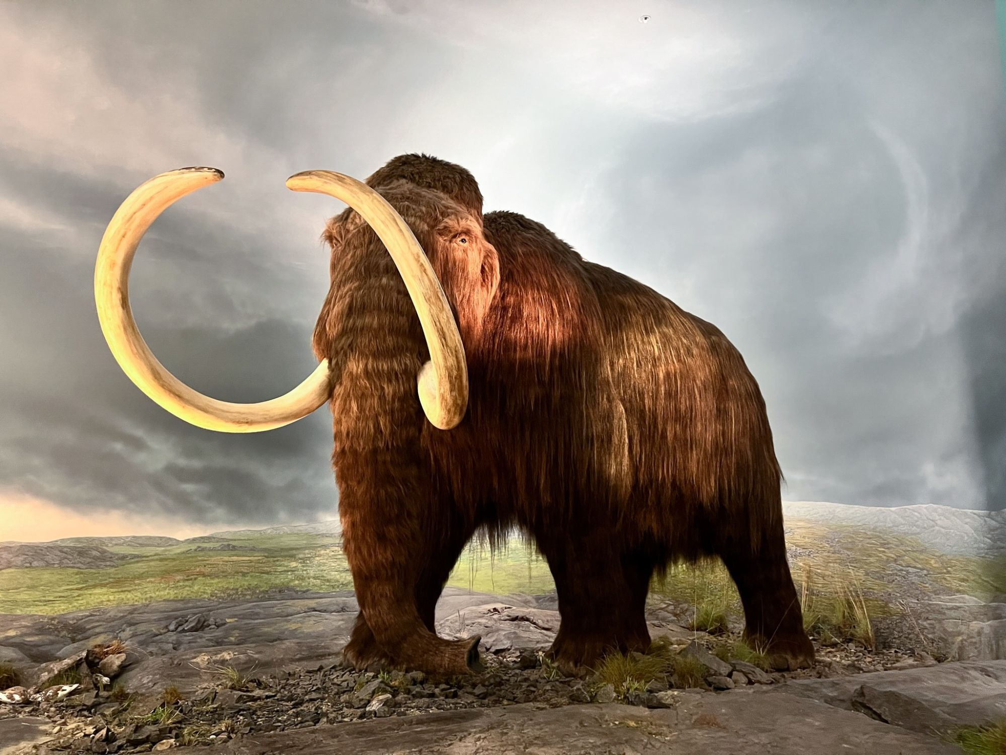 A mammoth