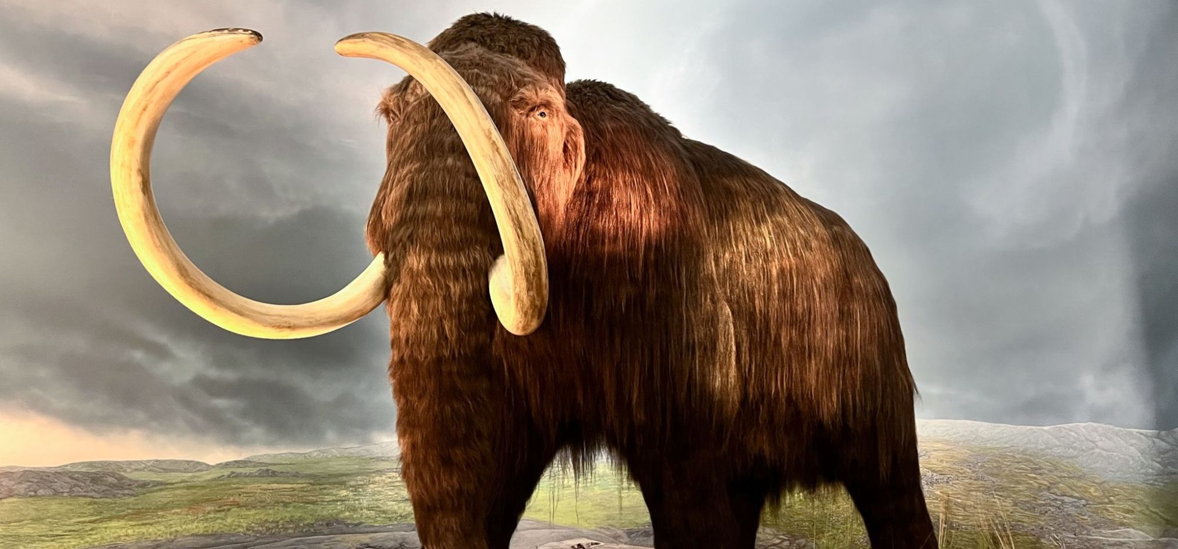 A mammoth