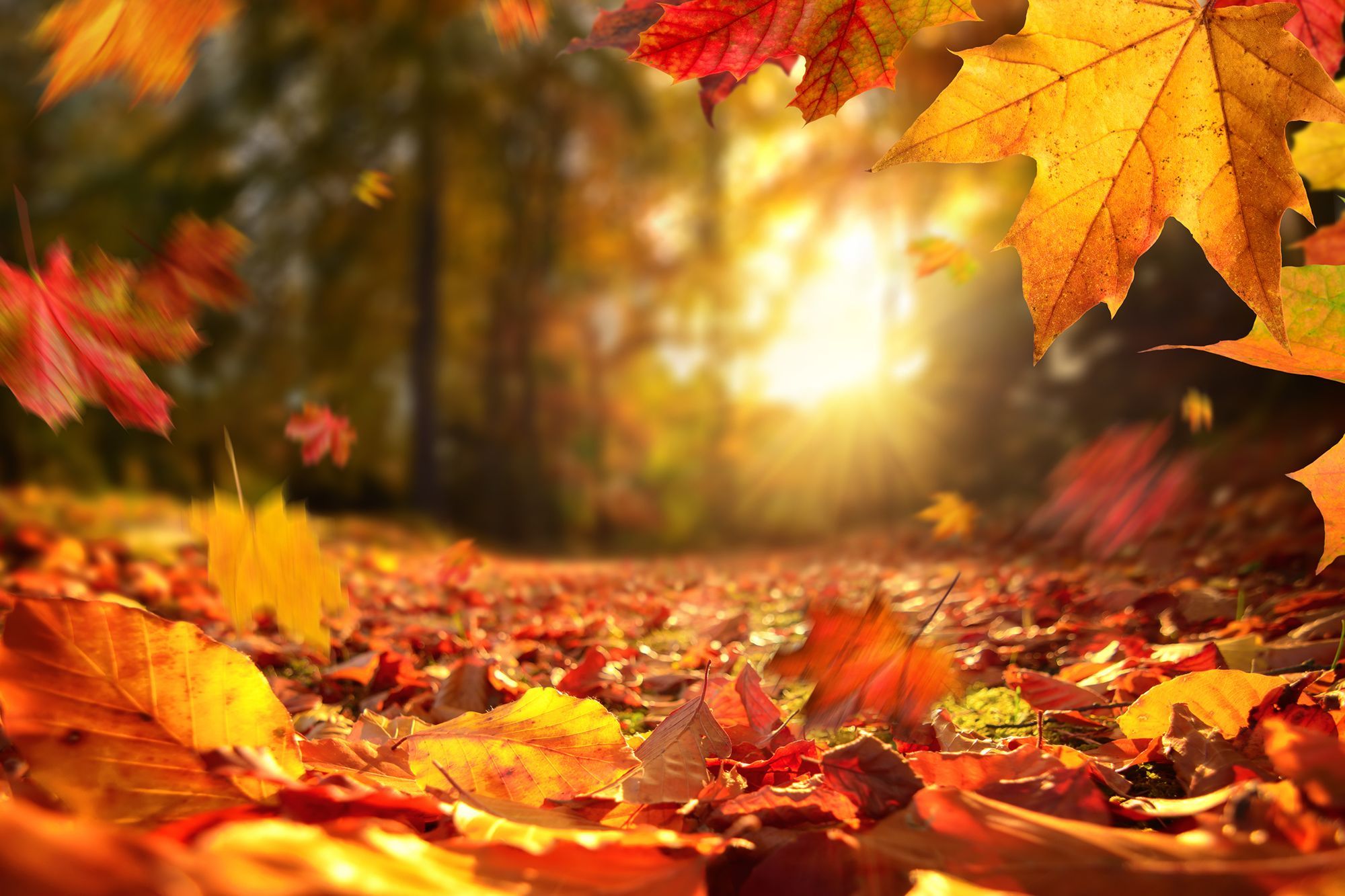 herfstbladeren