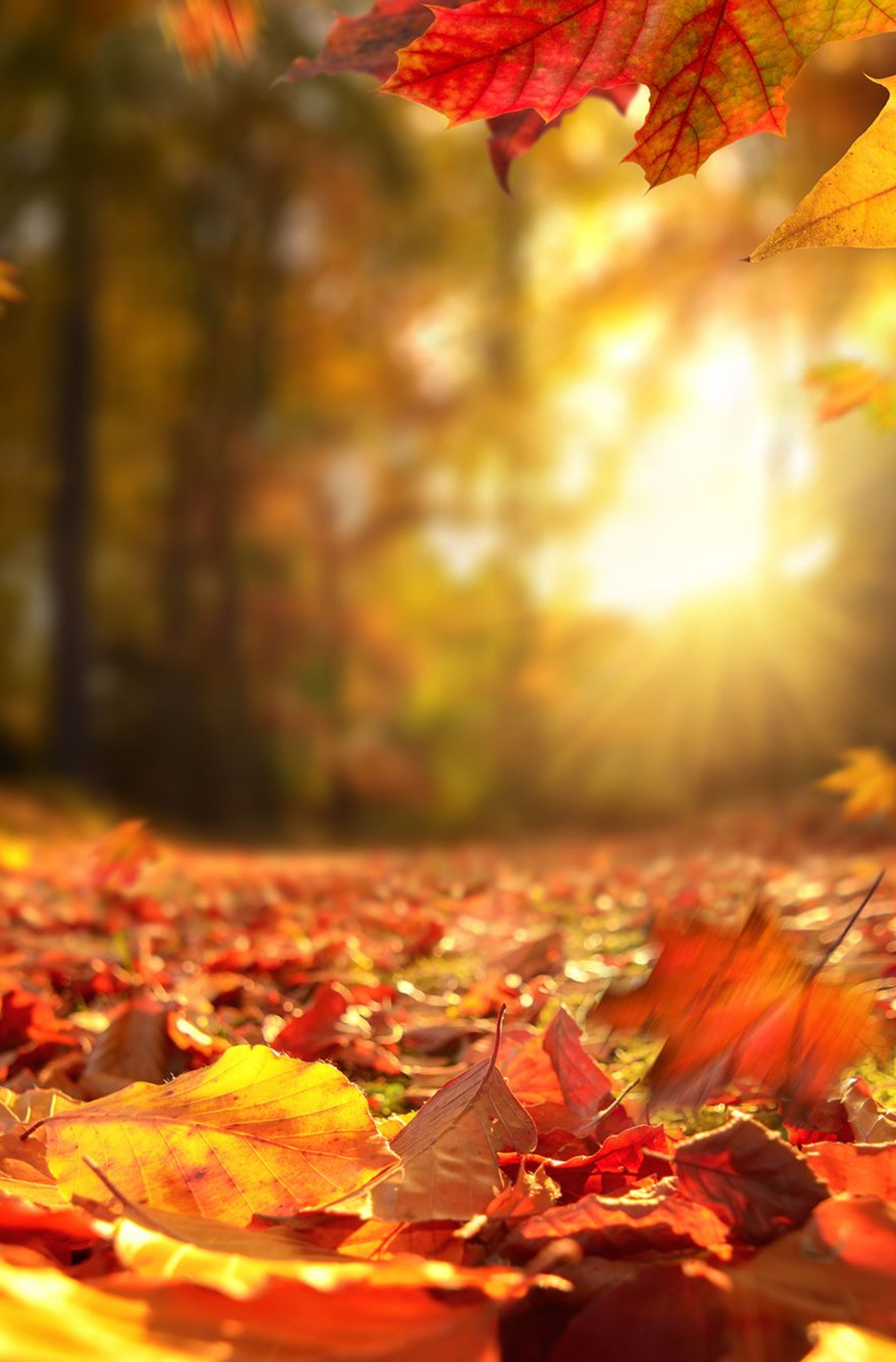herfstbladeren