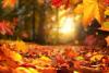 herfstbladeren