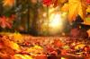 herfstbladeren