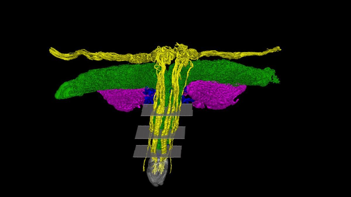 a colour illustration of the clitoris’s nervous system