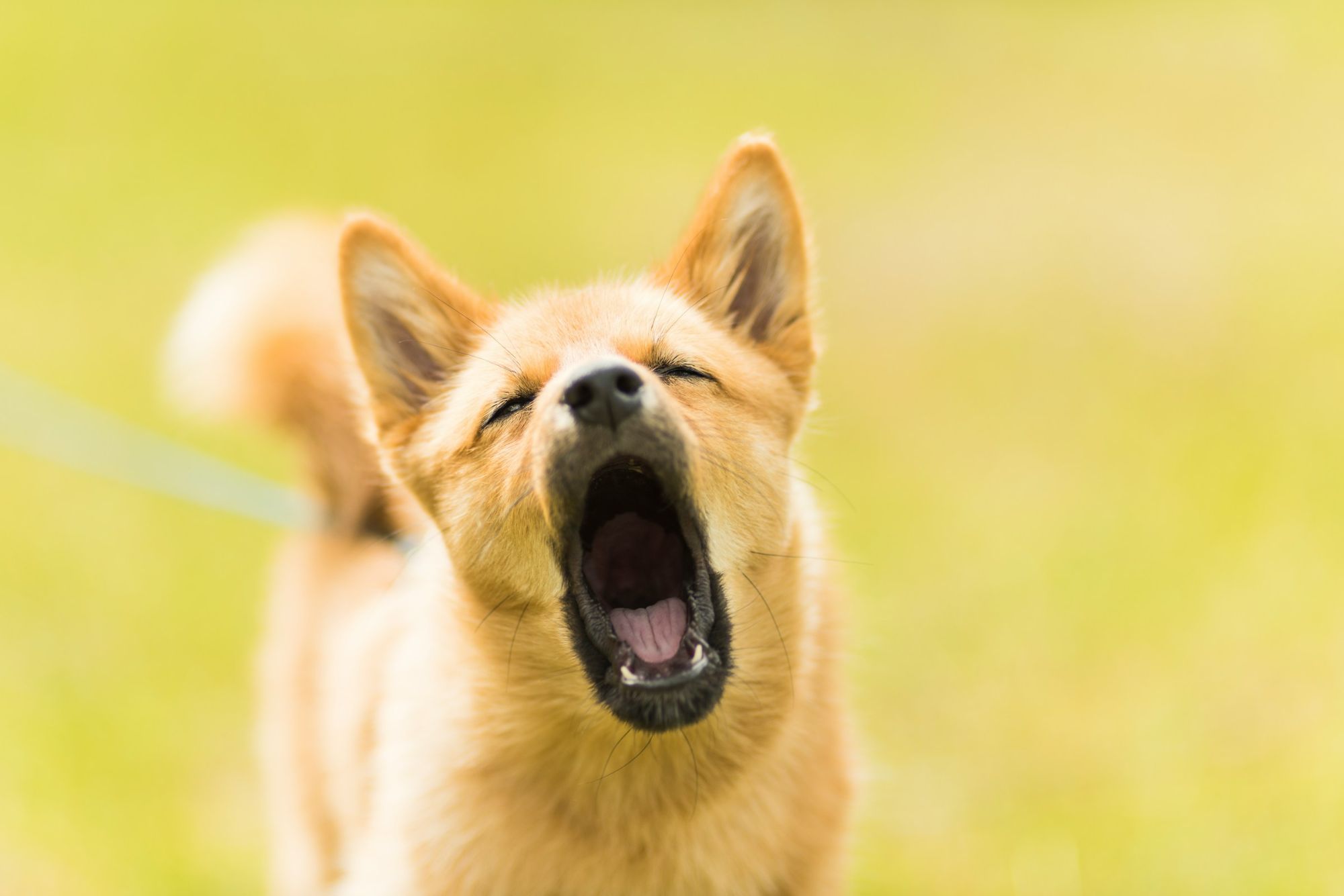 Een hond met zijn bek open.