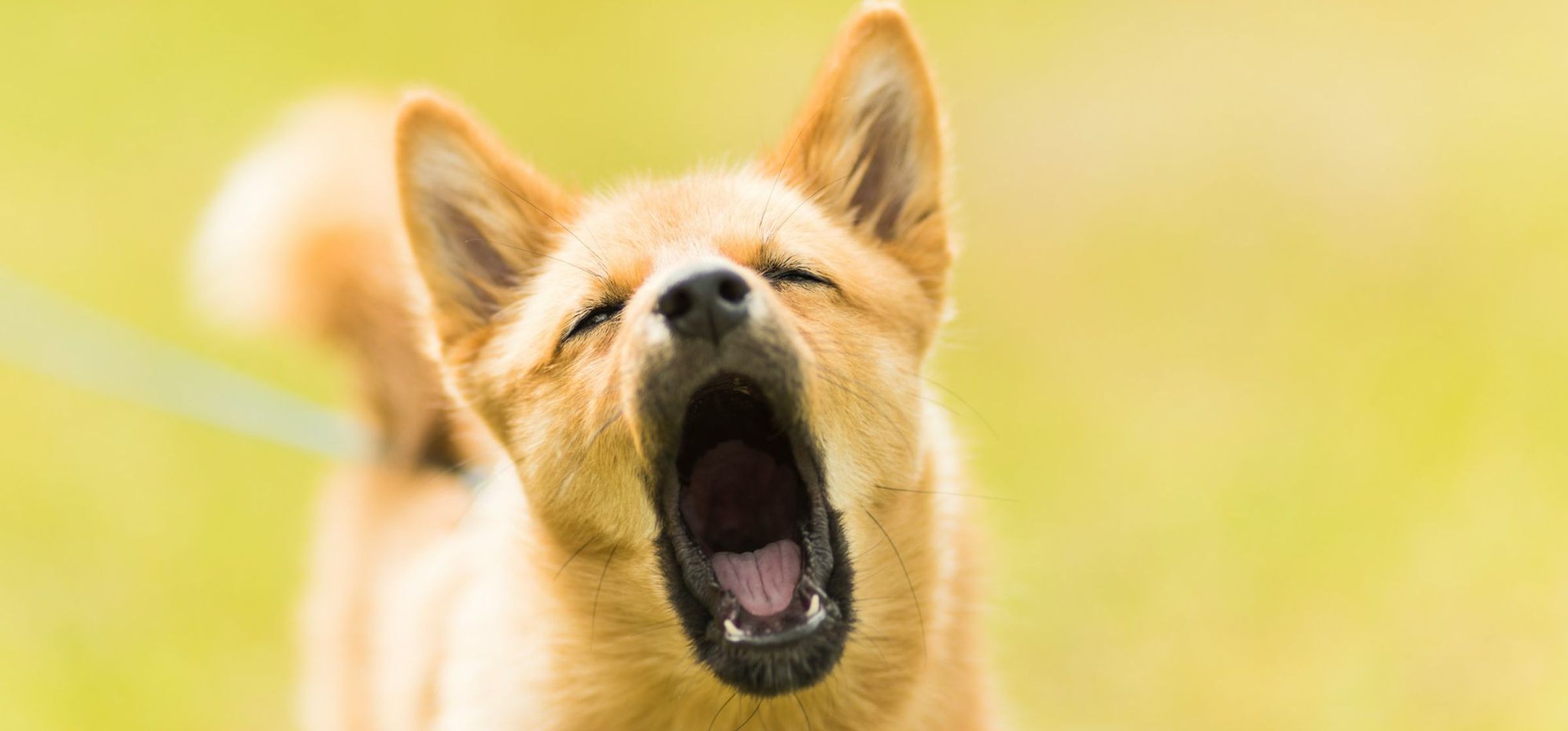 Een hond met zijn bek open.