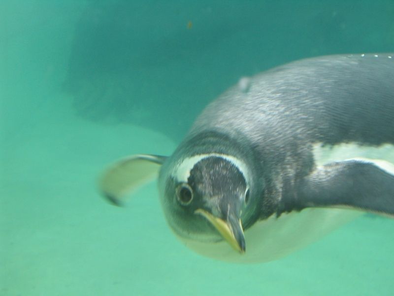 A penguin under water