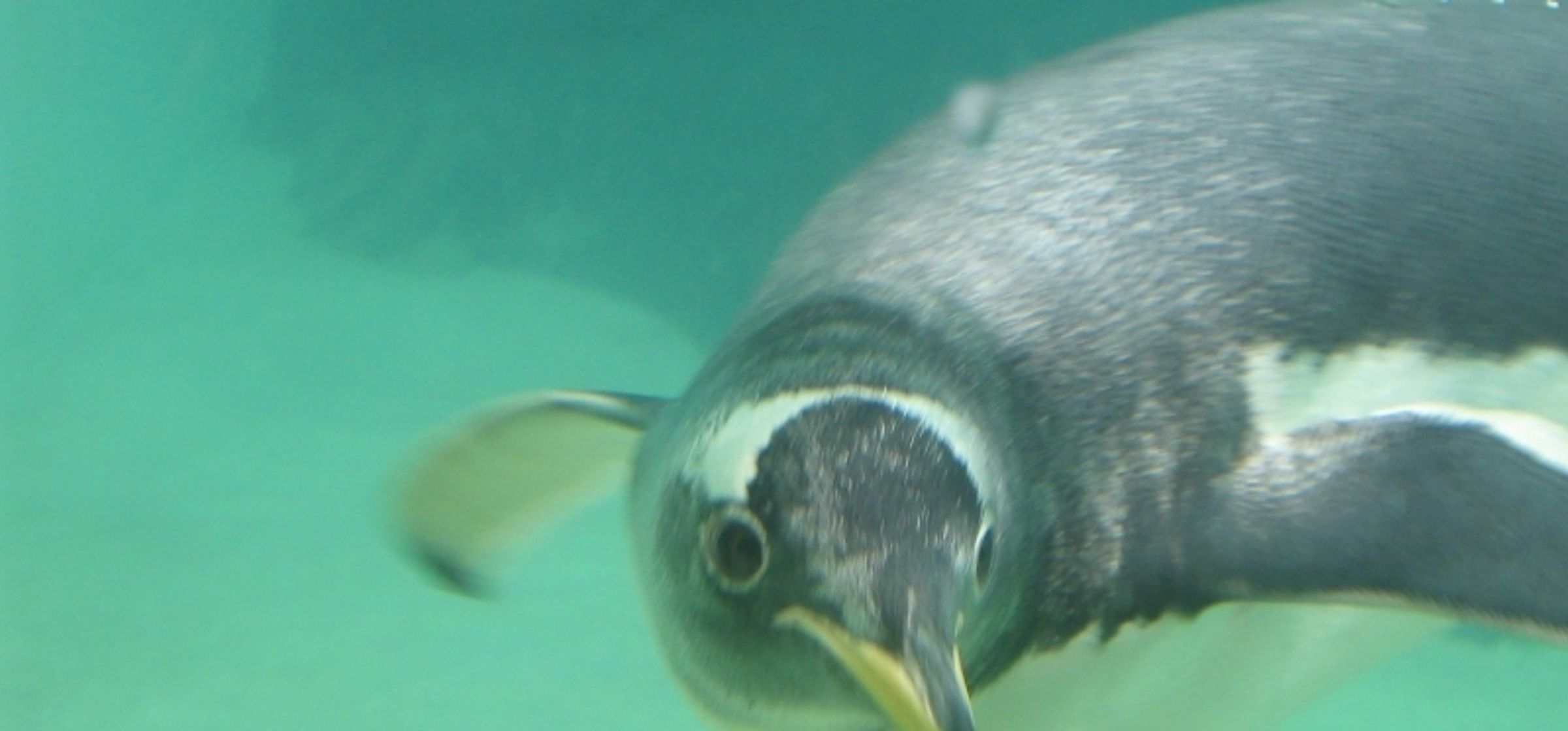A penguin under water