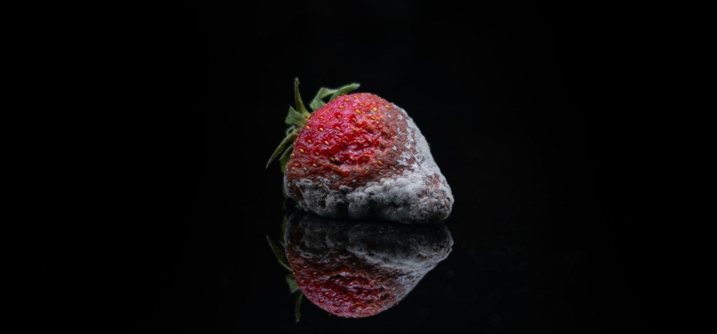 A mouldy strawberry