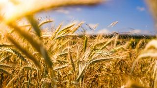 Crop, field