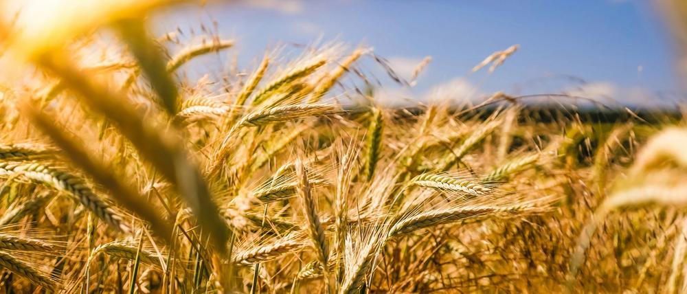 Crop, field