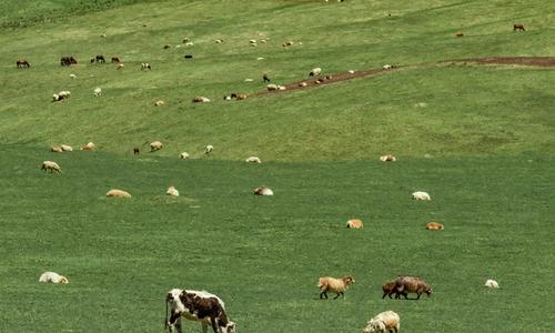 field with cows