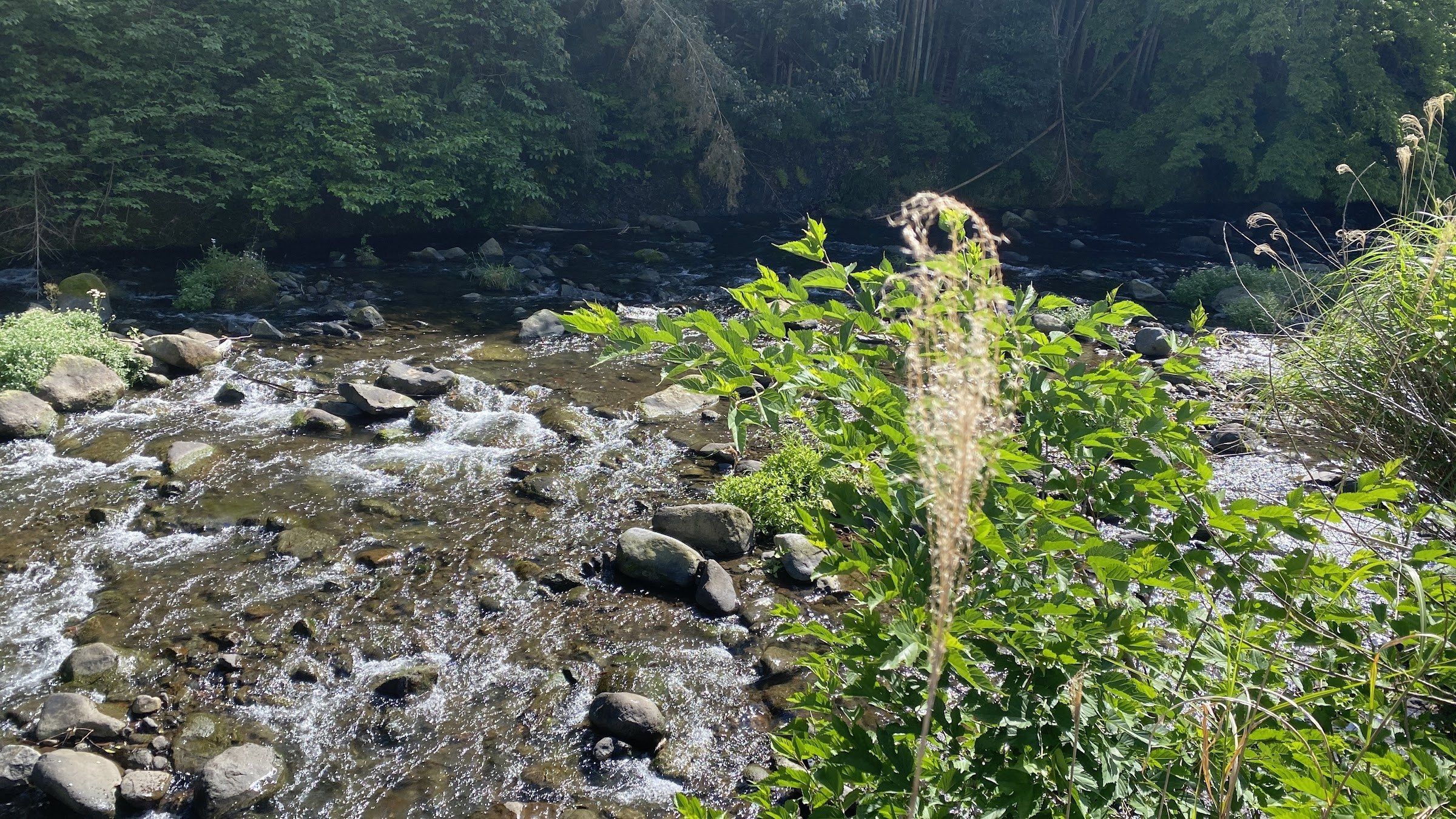 A shallow river flowing through forest in Yugawara