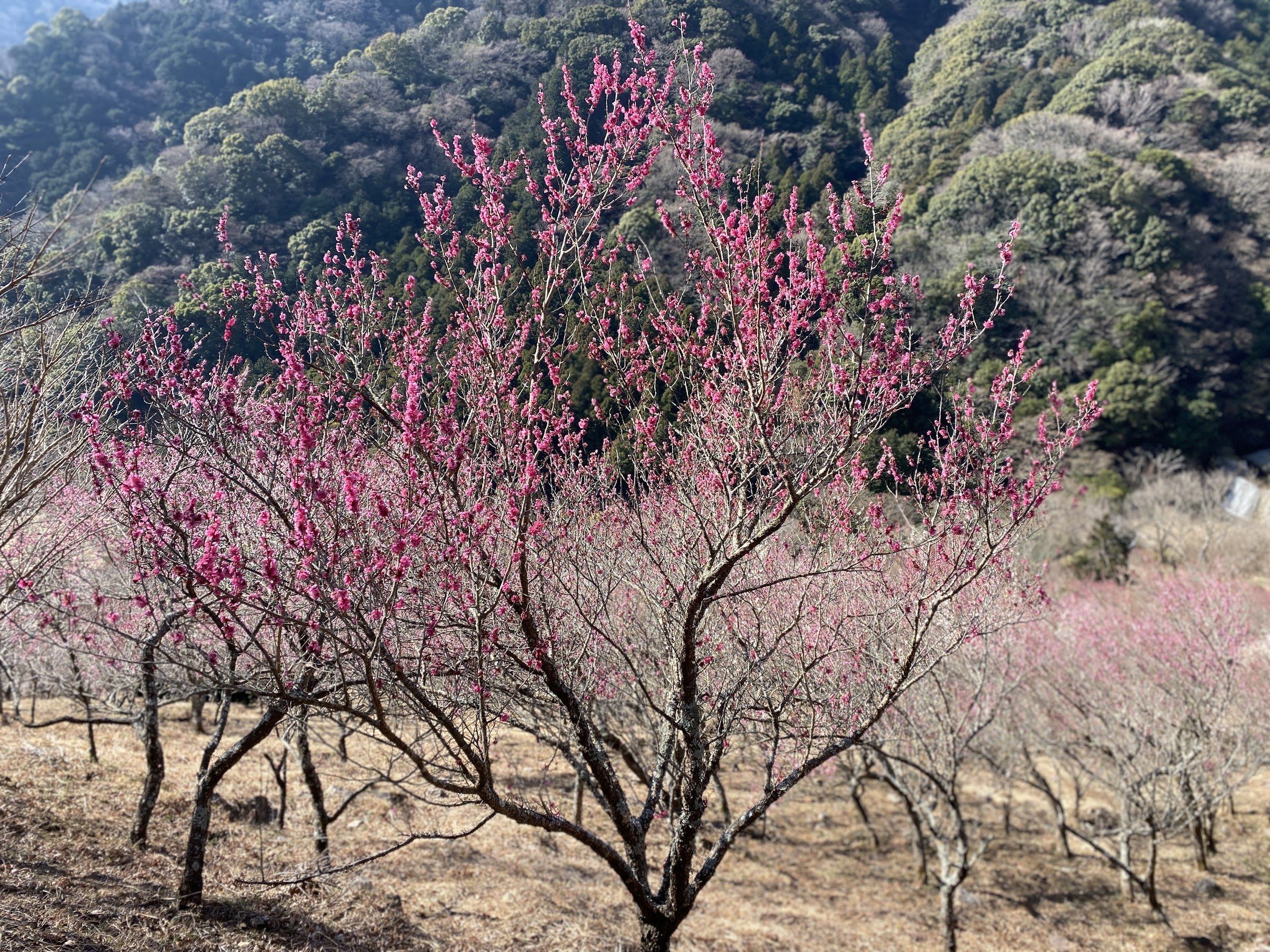 Pink plum blossoms covering a hillside grove