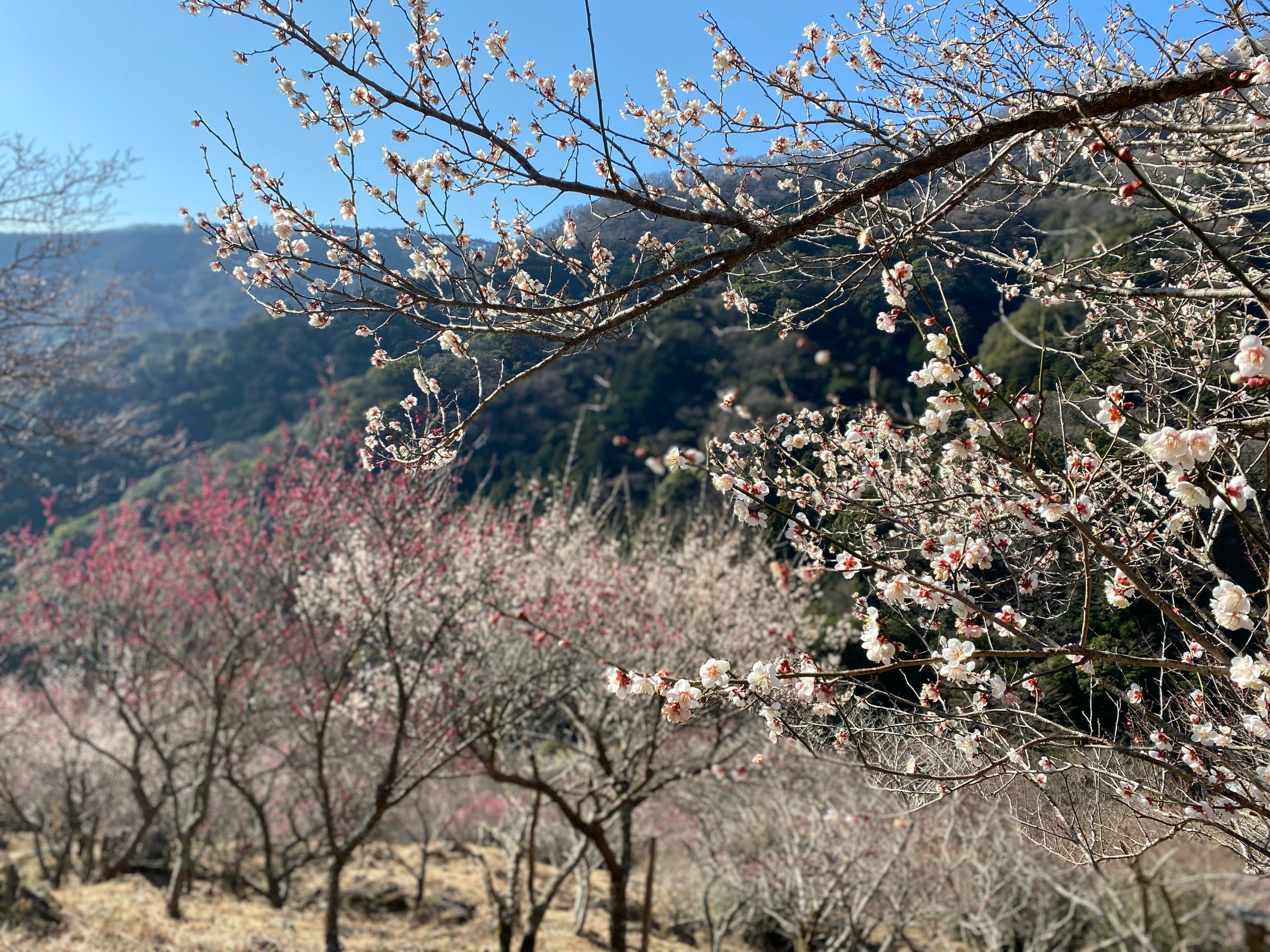 White and pink plum blossoms across a hillside in Yugawara