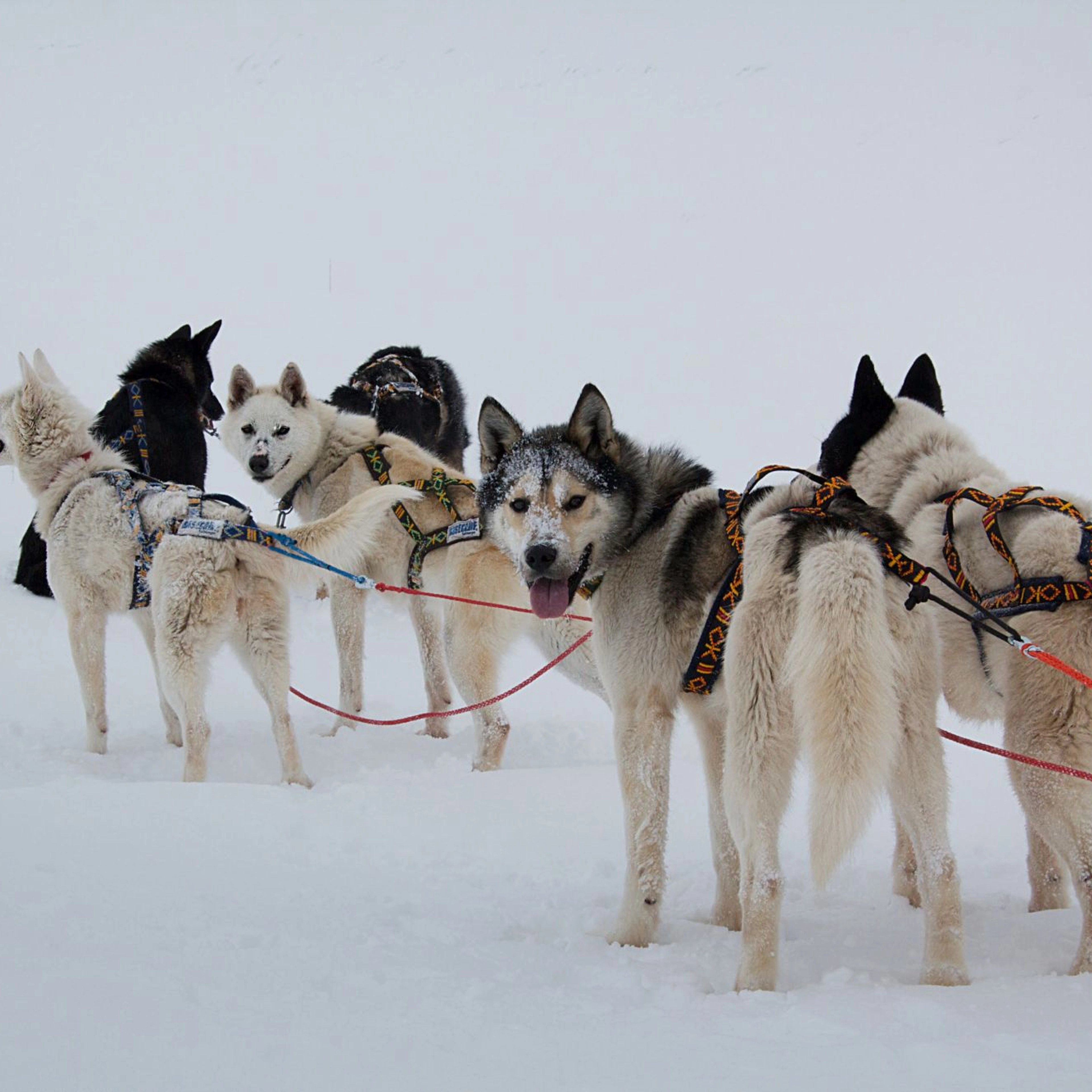 Dogs ready for sledding  - Bodø, Norway