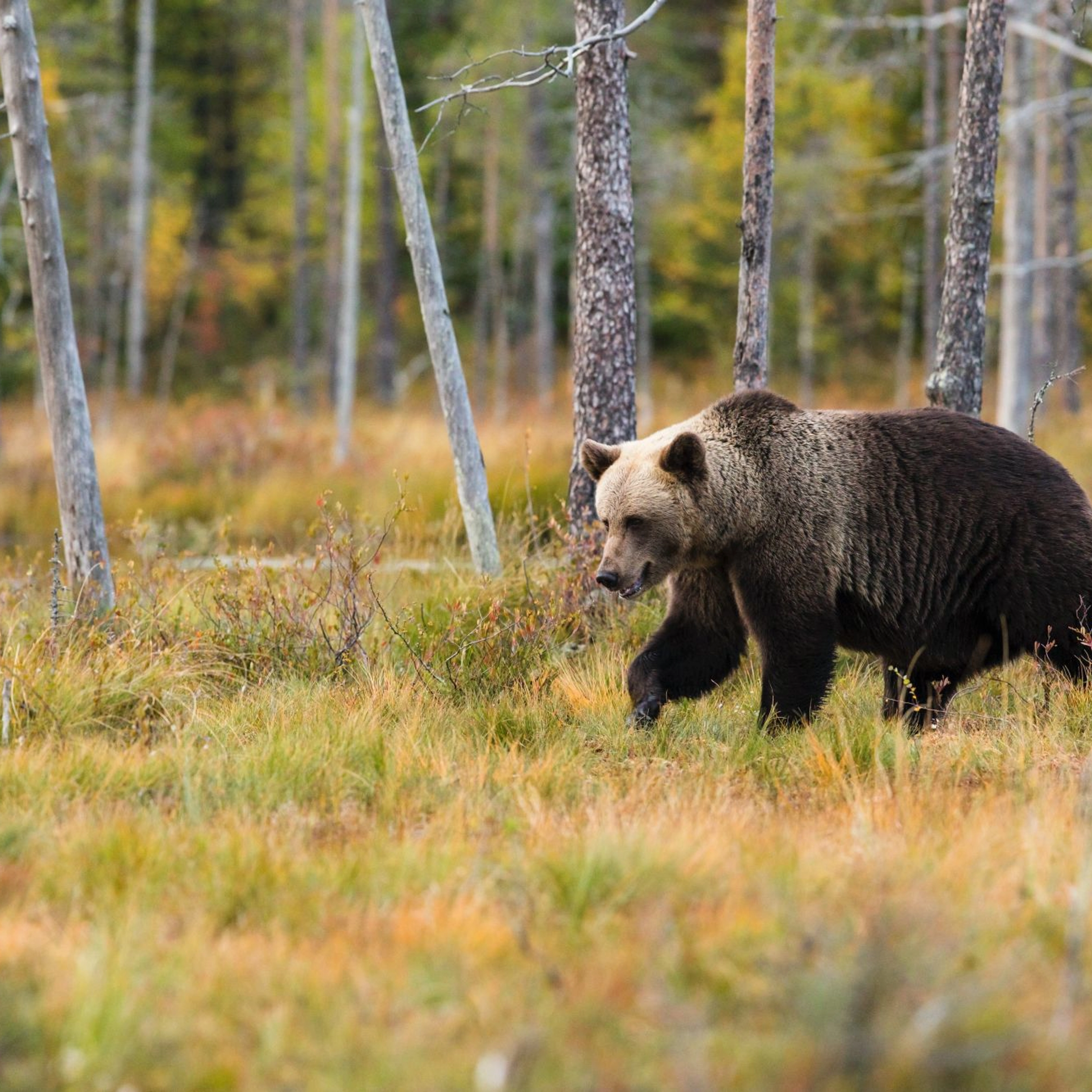 Brown bear - wild life safari Norway