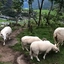 Sheeps by the Brekkefossen - Waterfall and culture tour in Flåm, Norway