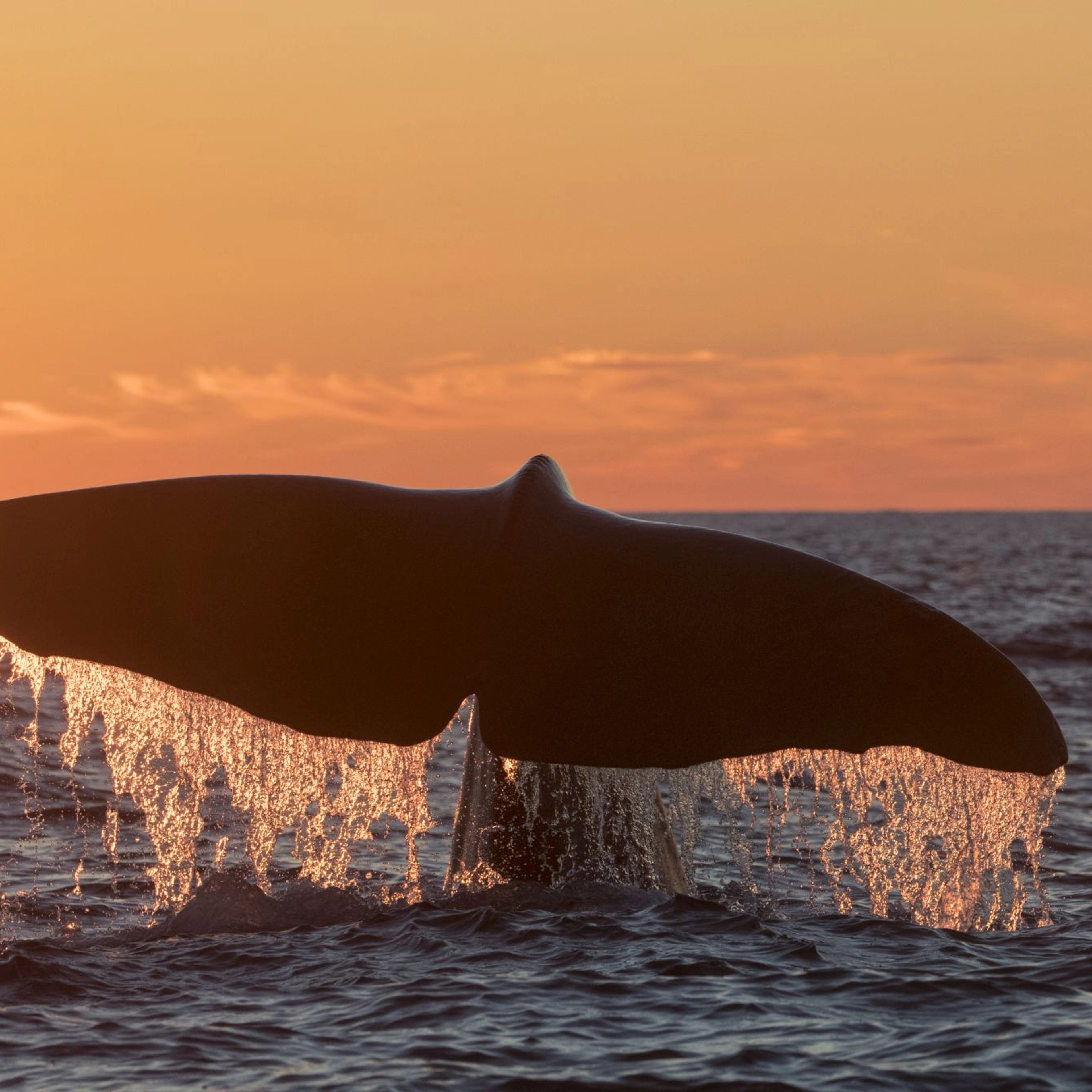 Whale in sunset, Andenes, Norway