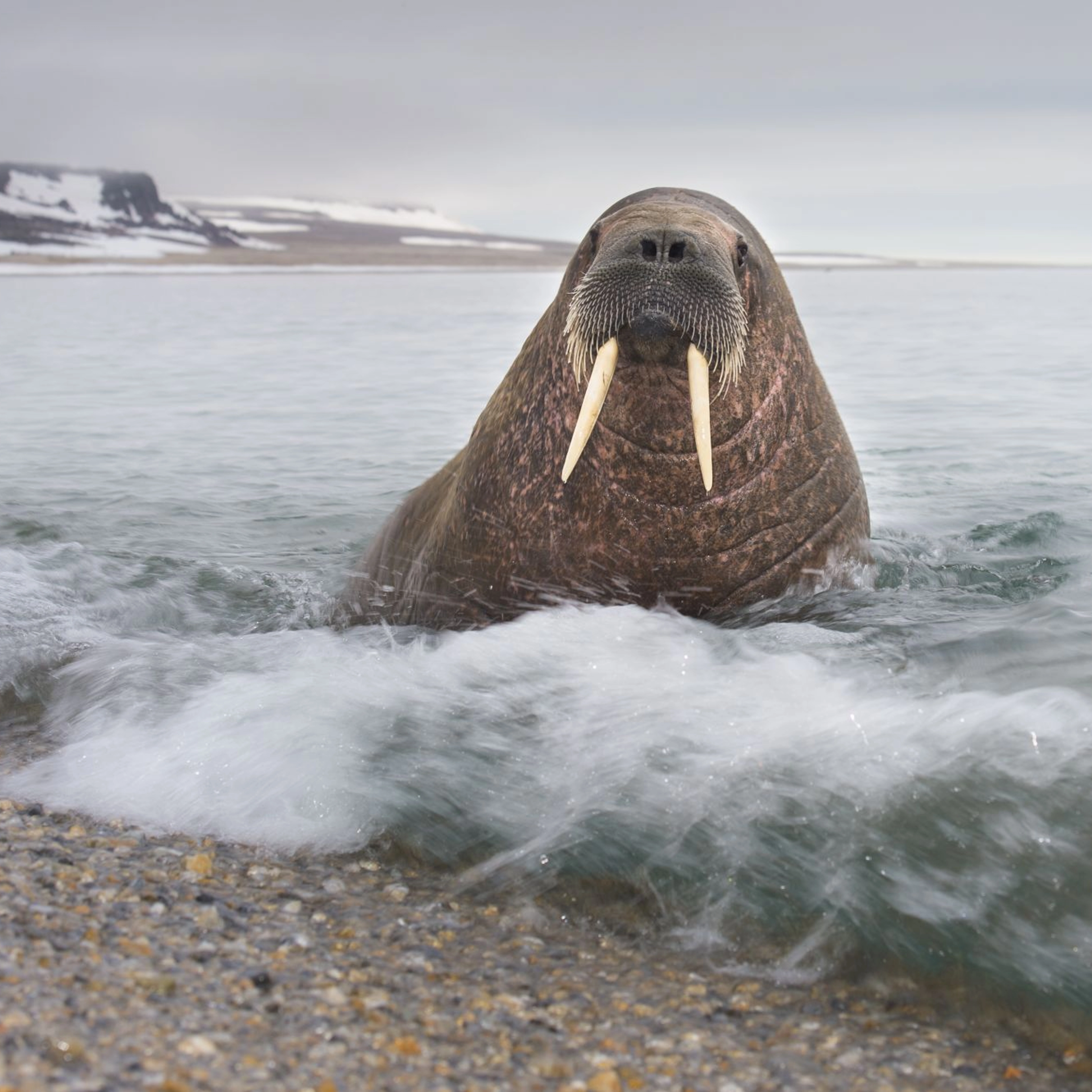 Walrus in Svalbard - Norway