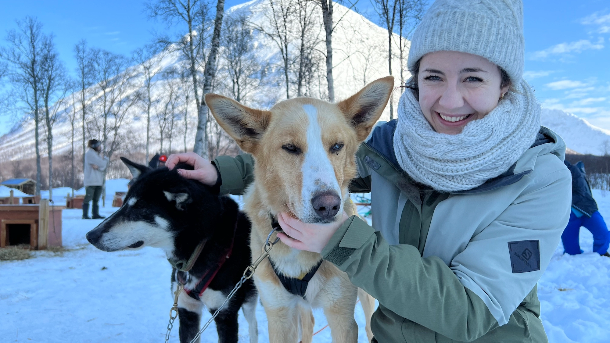 Dog sledding adventure with huskies in Tromsø miling woman in winter clothing with white knit hat and scarf cuddling with friendly husky dogs in snowy landscape with birch trees and blue sky in Tromsø, Northern Norway