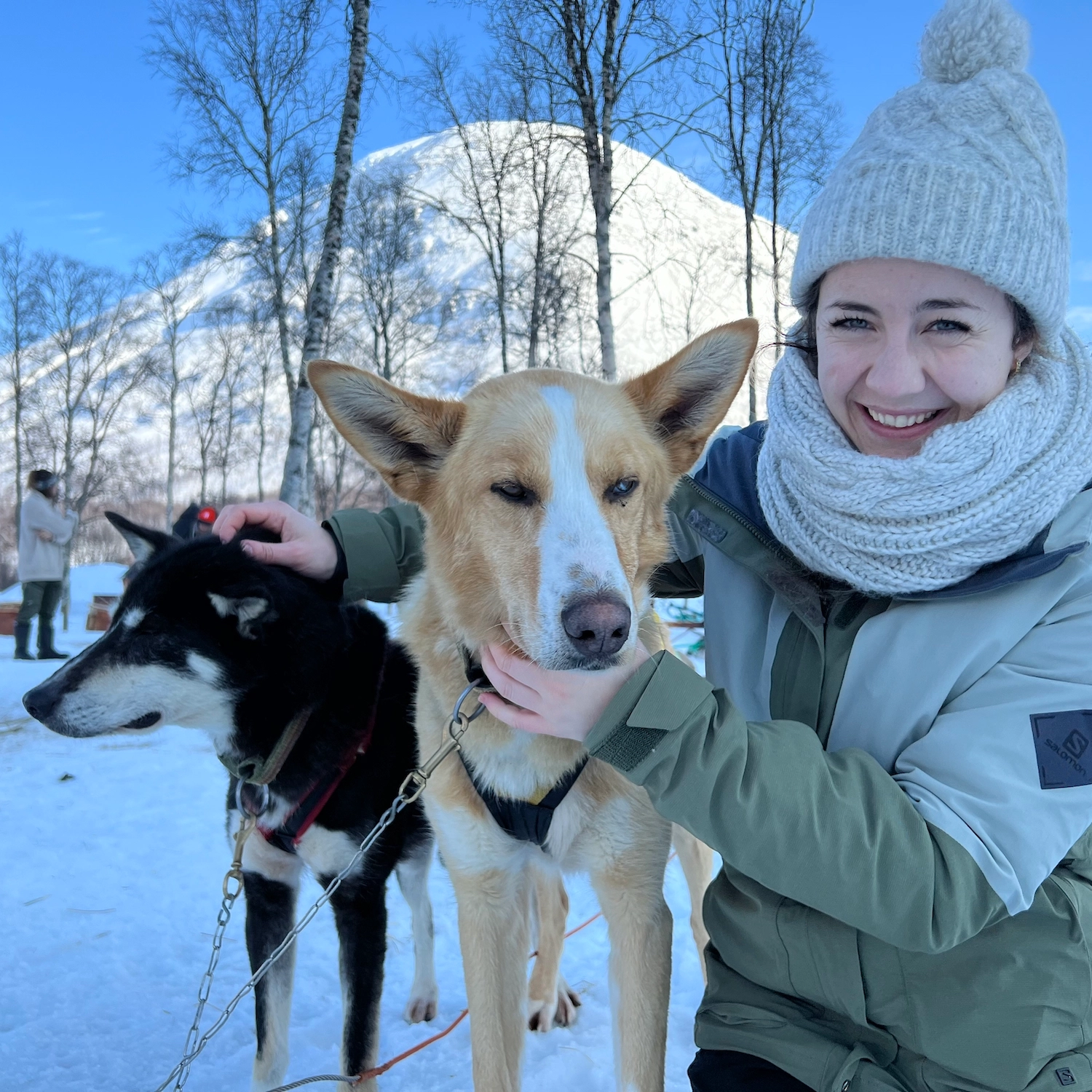 Hundeschlittenfahrt mit Huskys in Tromsø Lächelnde Frau in Winterkleidung mit weißer Strickmütze und Schal, die mit freundlichen Husky-Hunden in verschneiter Landschaft mit Birken und blauem Himmel in Tromsø, Nordnorwegen, kuschelt
