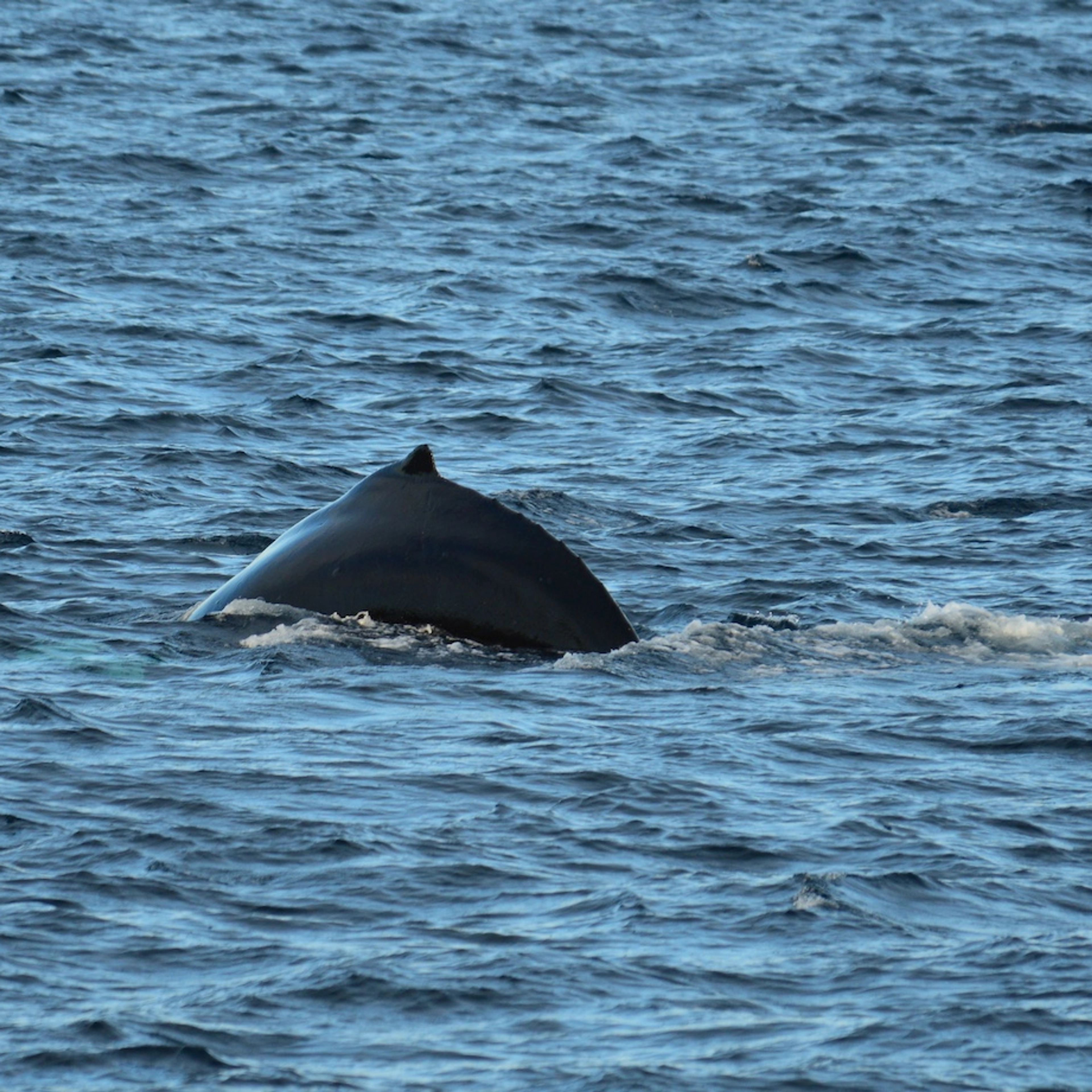 Erleben Sie Wale auf einer Walsafari in Tromsø - Aktivitäten in Tromsø, Norwegen