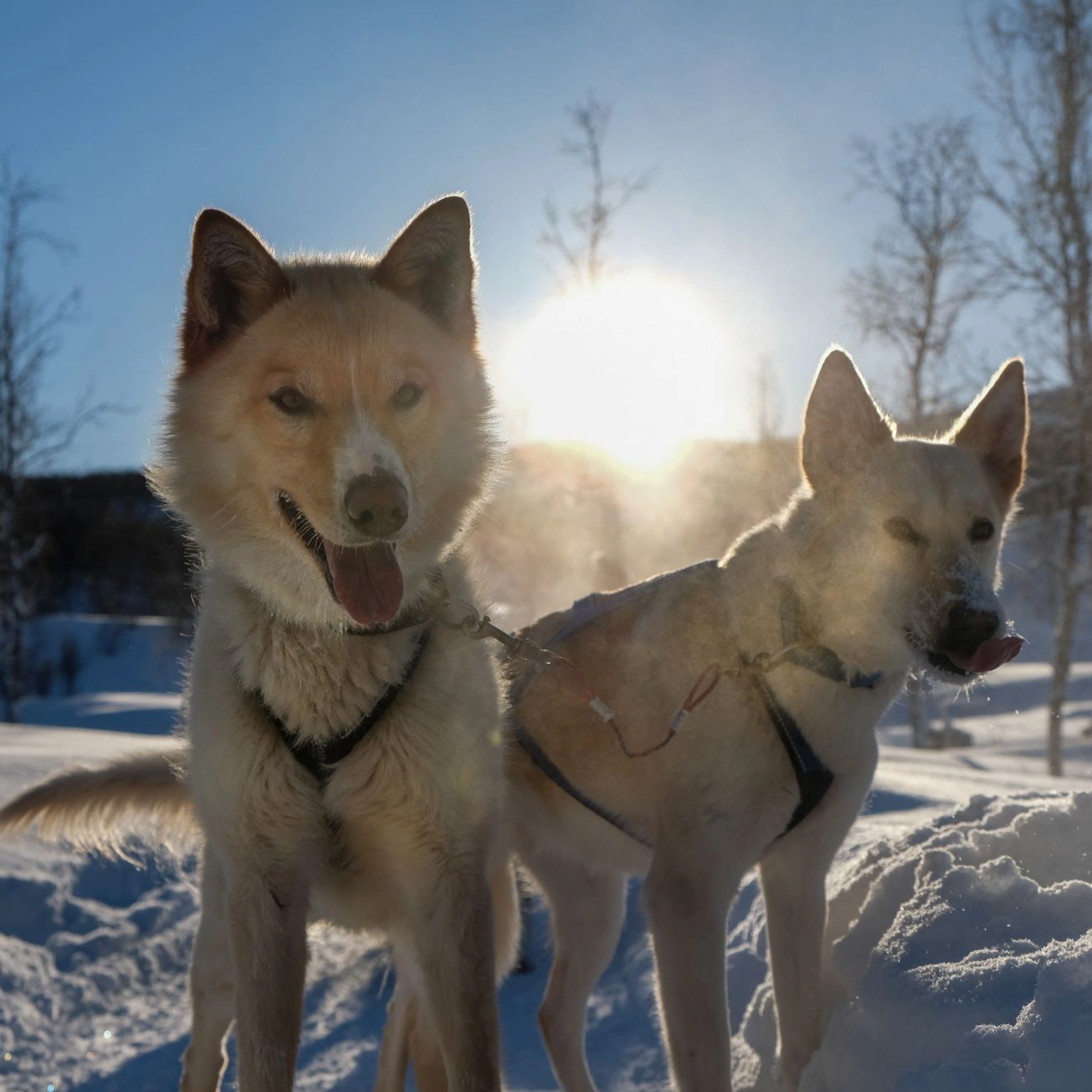 Huskies in Tromsø Norway