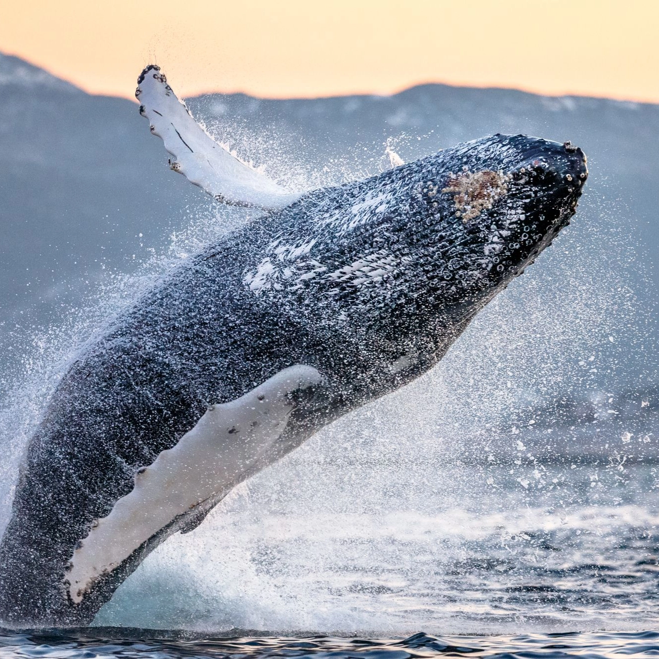 Activities in Tromsø - jumping whale - Whale safari in Skjervøy, Tromsø - Norway