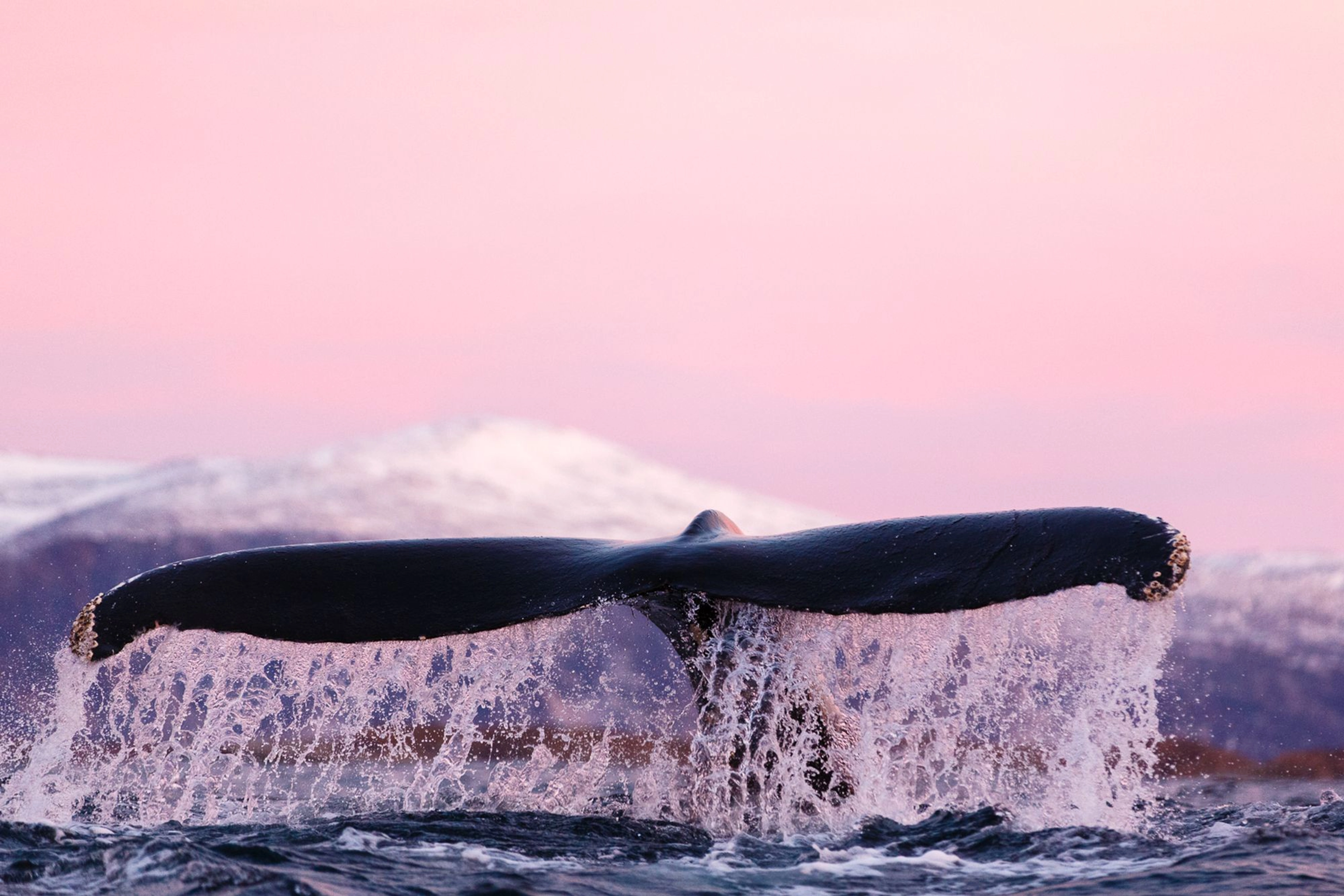 Activities in Tromsø - Whale - Whale safari Skjervøy, Tromsø - Norway
