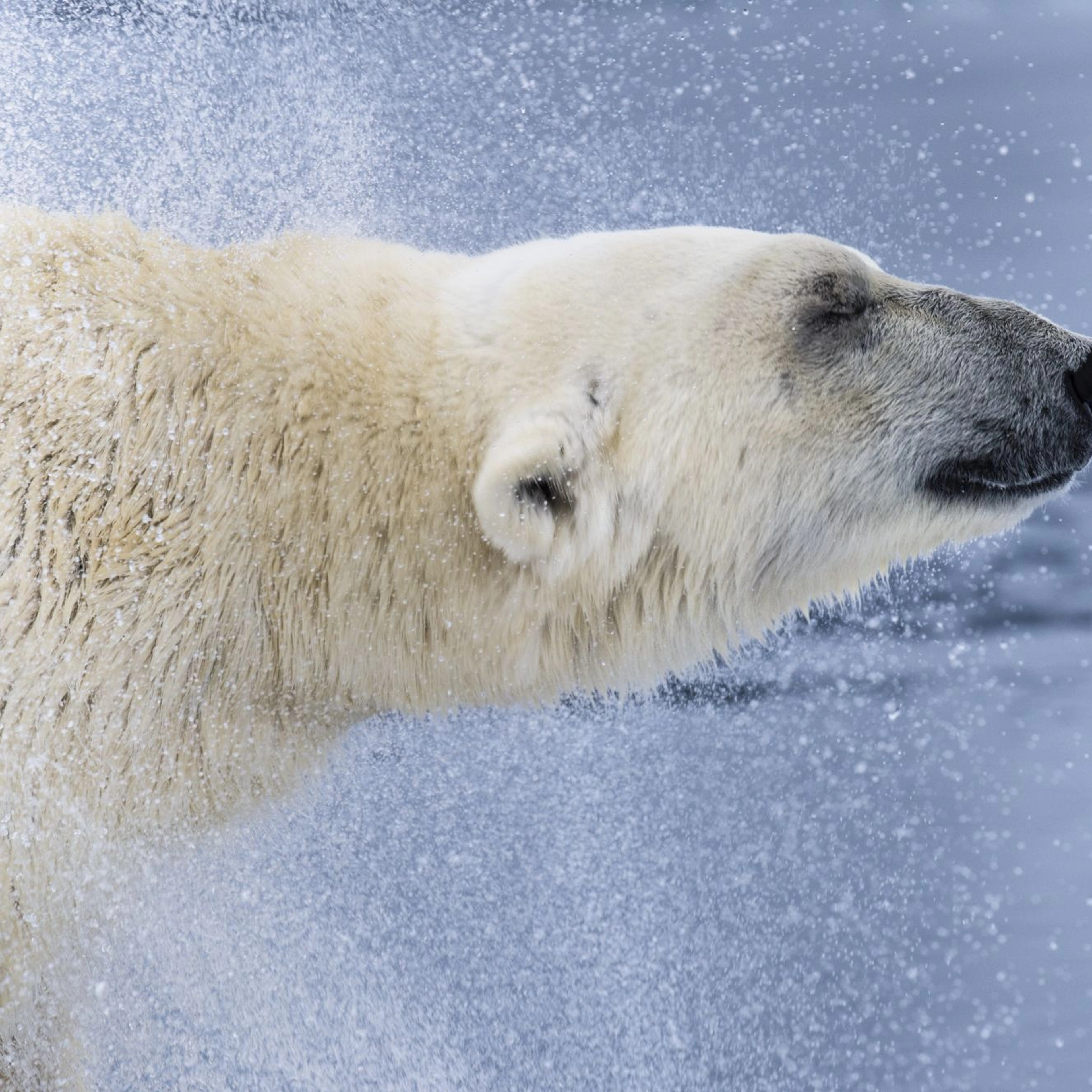 Polar bear close up in Svalbard - Norway