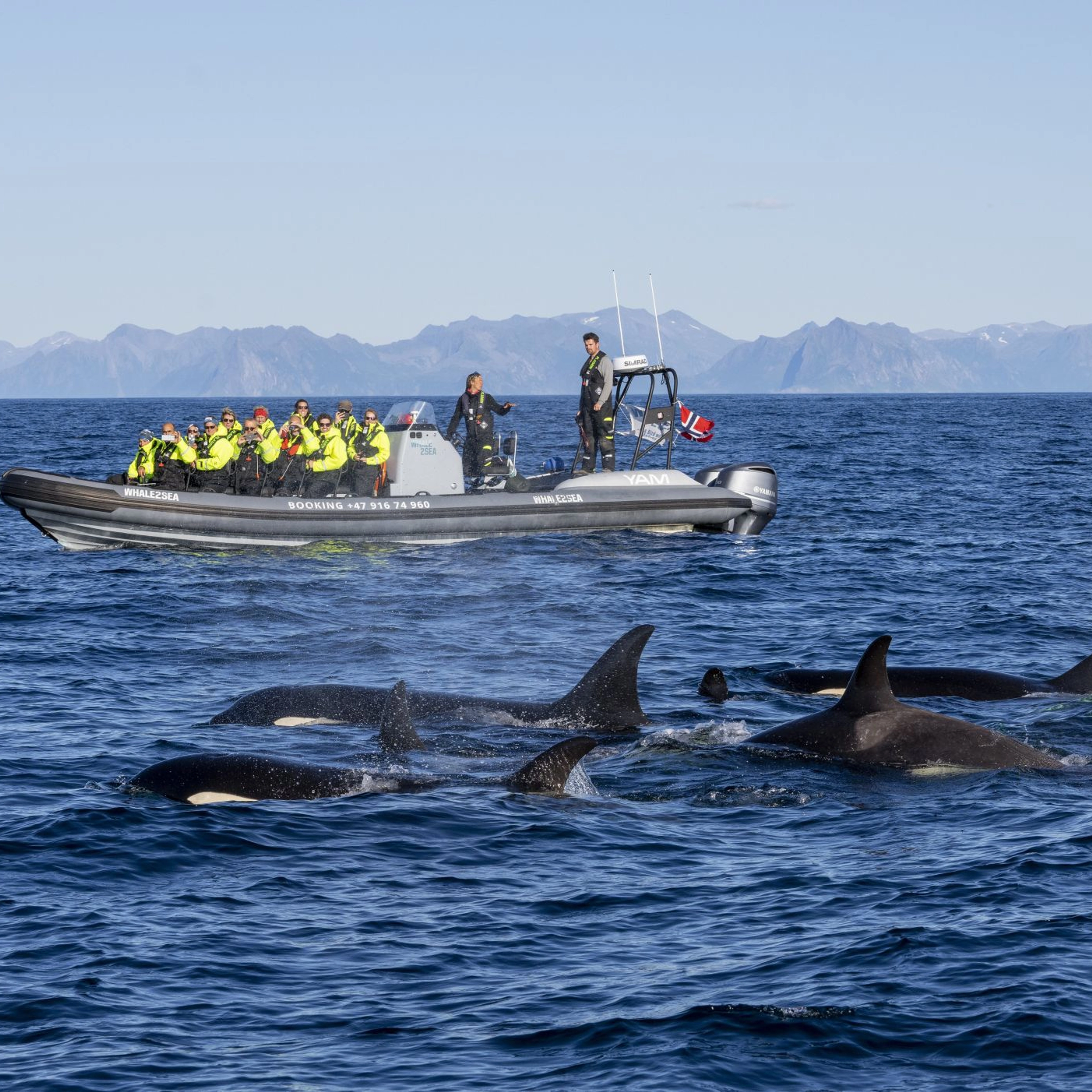 Walbeobachtung in Andenes - Norwegen