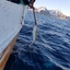 Fisk på kroken - Fisketur i Lofoten - Svolvær