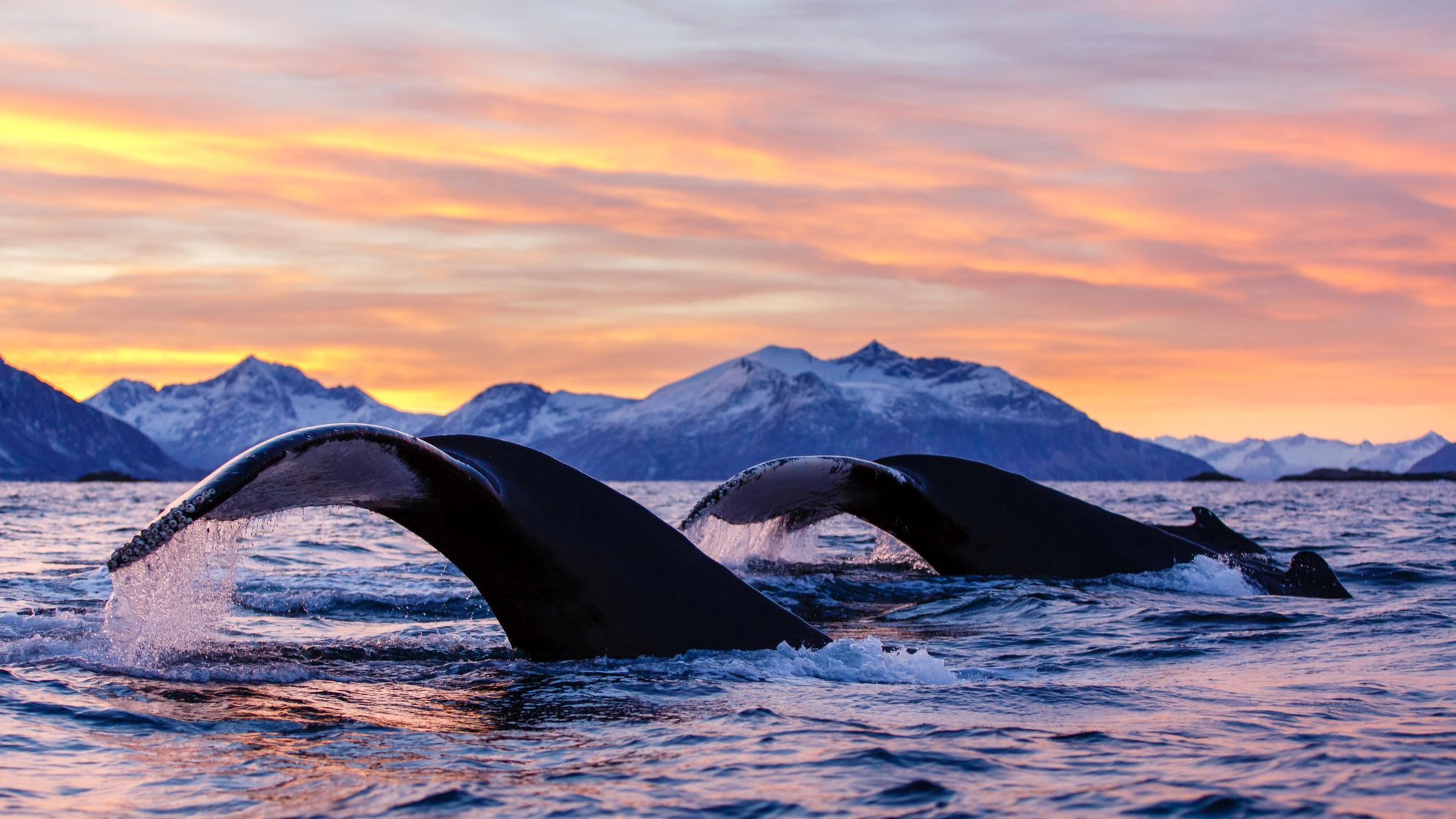 Activities in Tromsø -  Whales in Sunset - Whale watching in Skjervøy, Tromsø, Norway